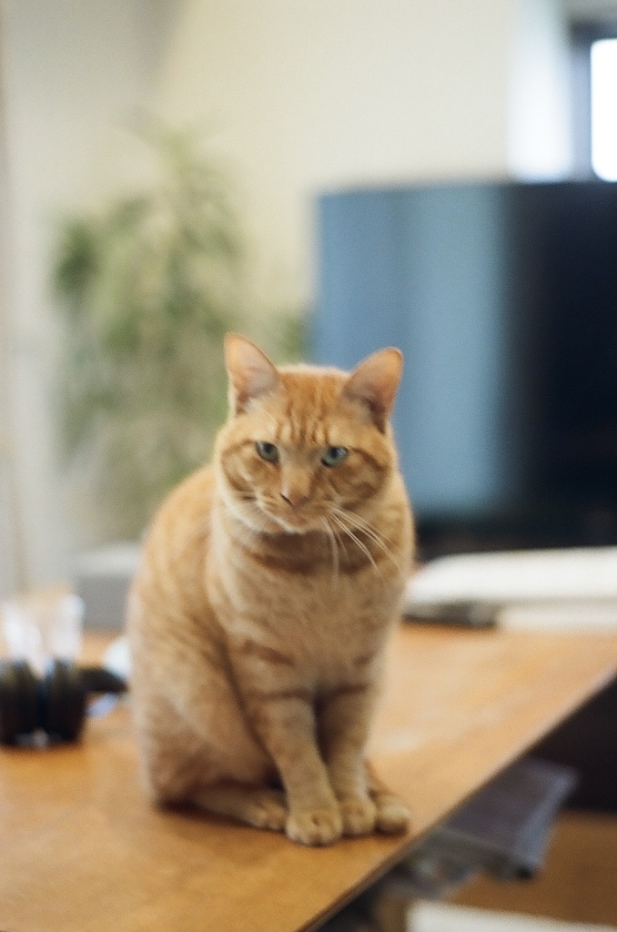 猫