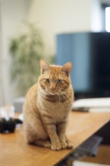 猫