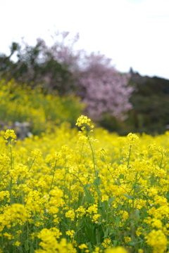 菜の花畑