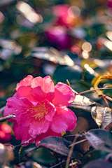山茶花