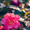 山茶花