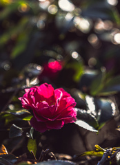 山茶花