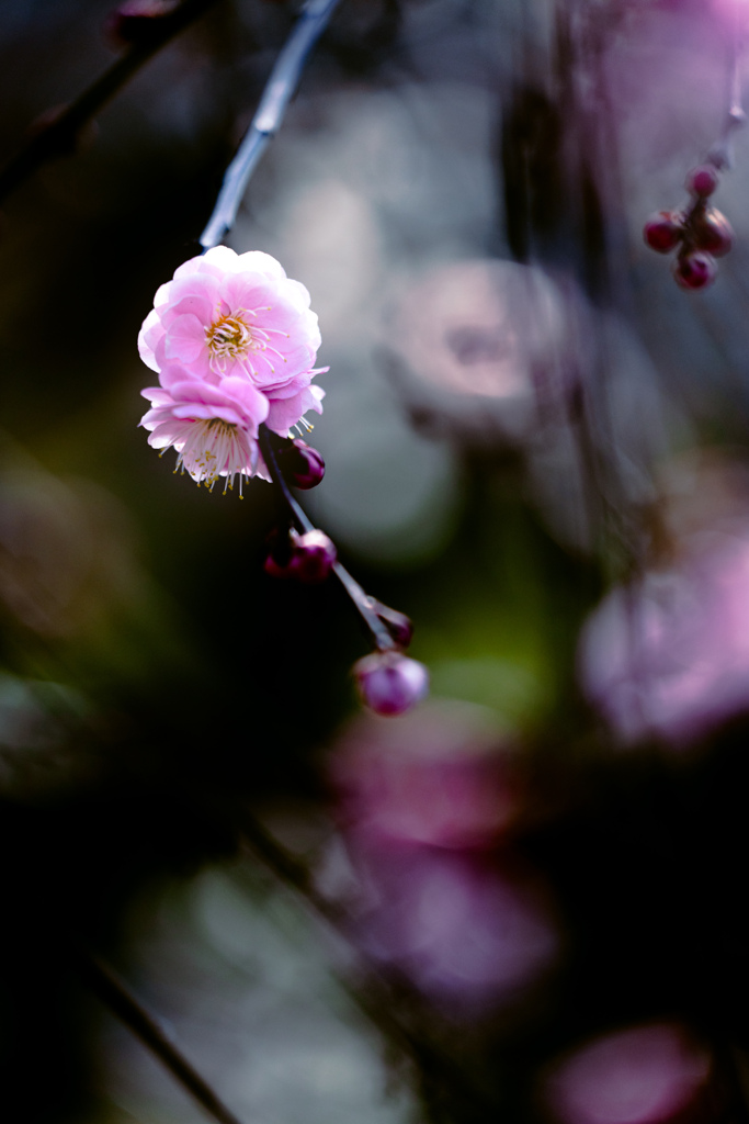 しだれ梅