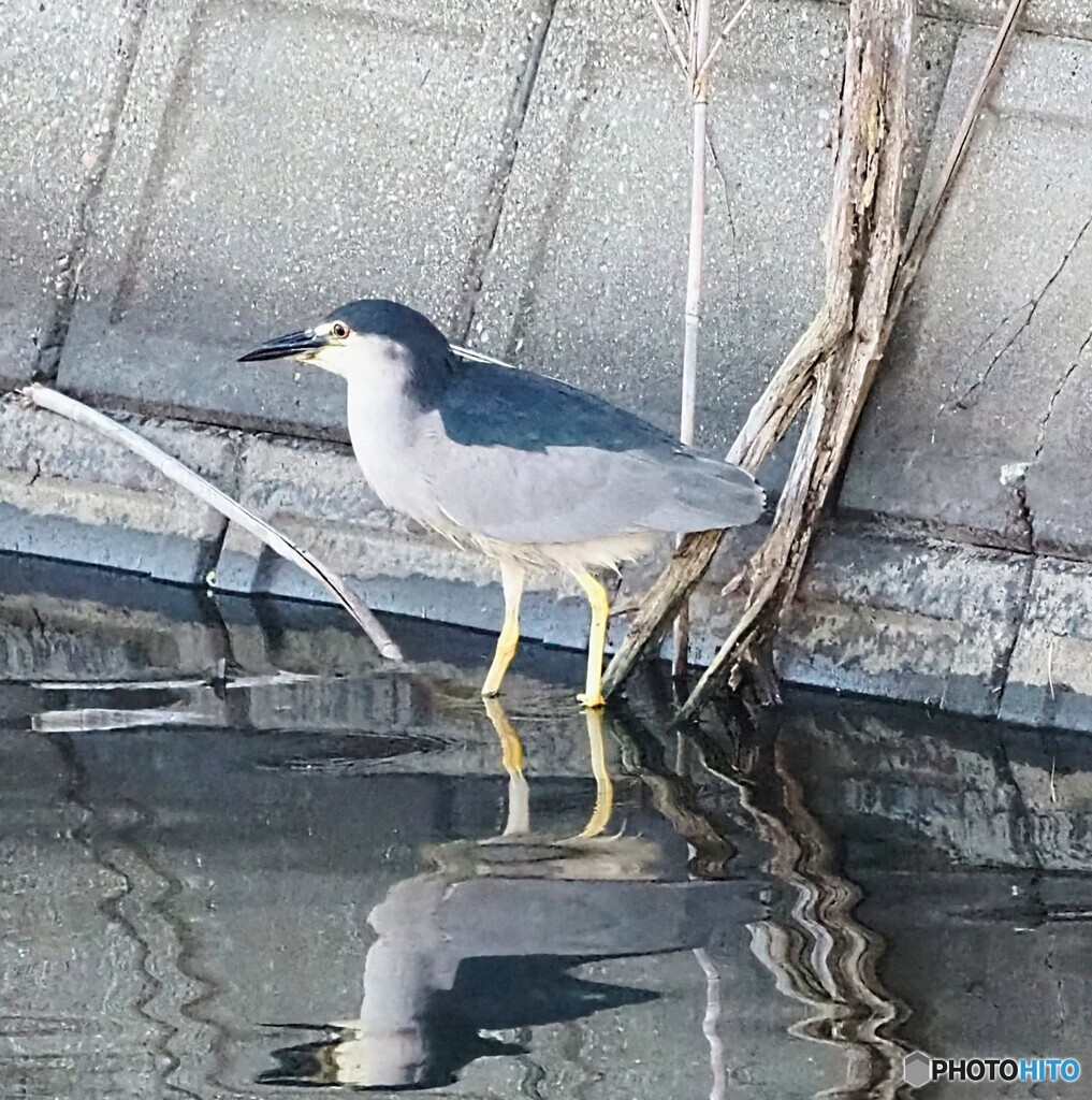 ゴイサギ ①