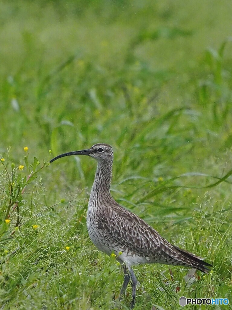 チュウシャクシギ