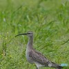 チュウシャクシギ