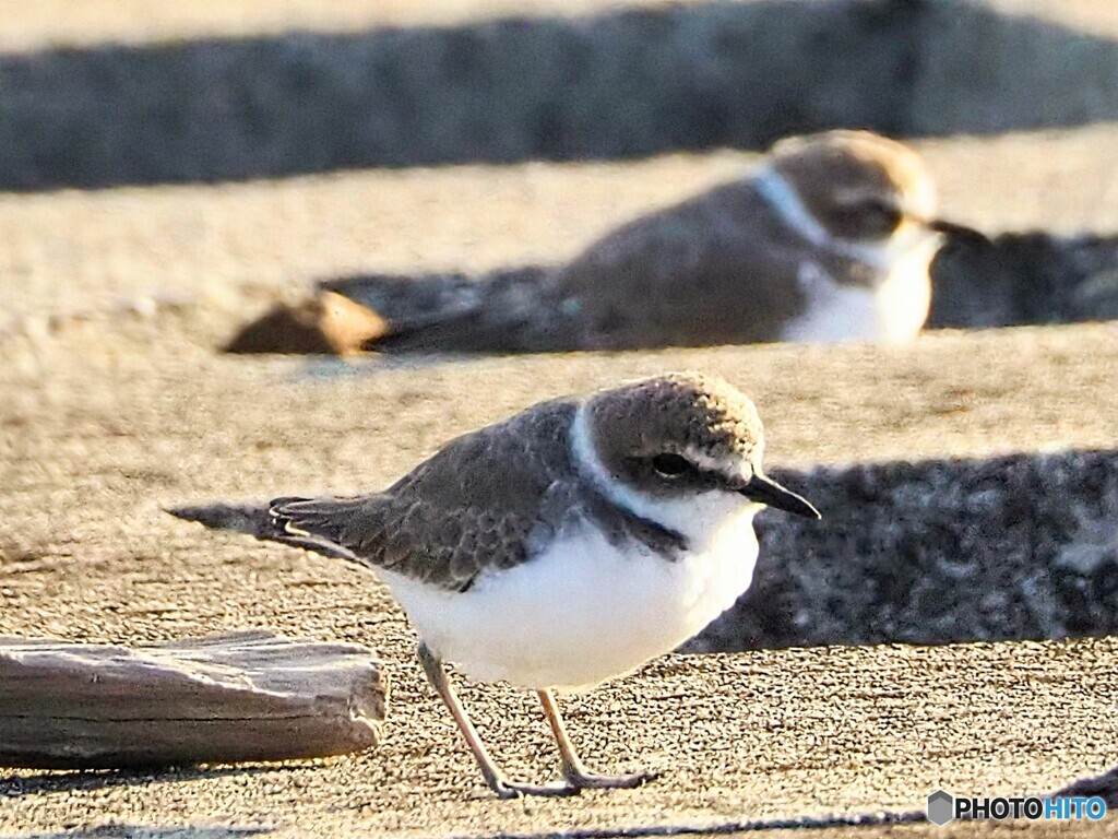 シロチドリさん