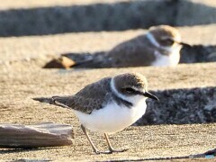 シロチドリさん