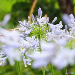 初夏の香り ②