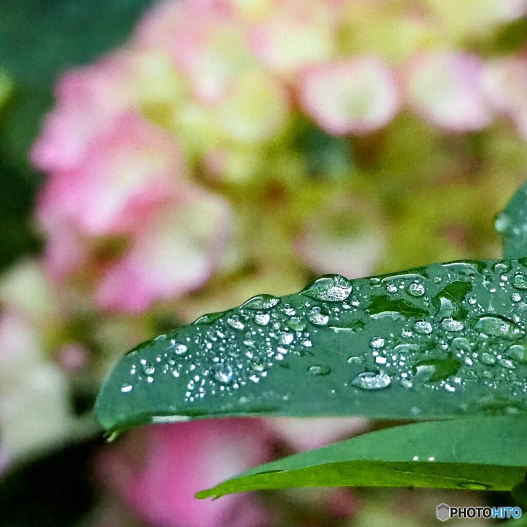 雨上がり ①