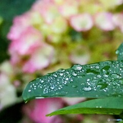 雨上がり ①