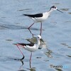 水辺のバレリーナ