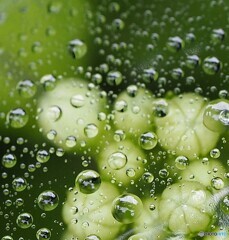 我が家の紫陽花の蕾