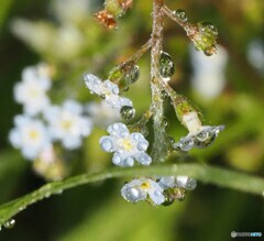 路傍の花
