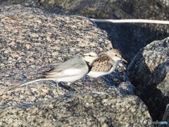 トウネン と ハクセキレイ