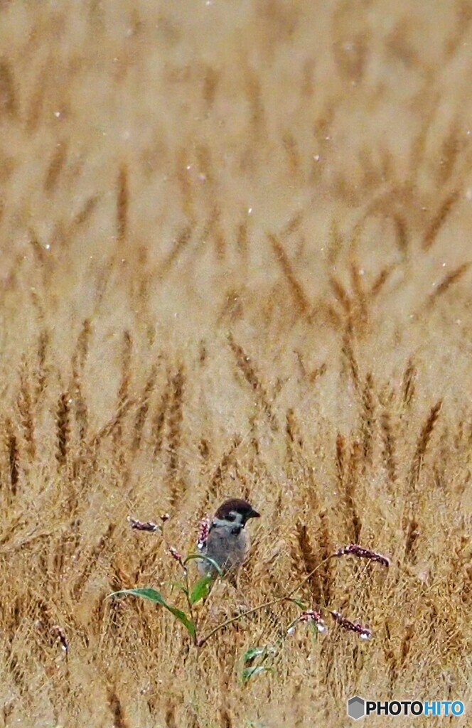 雨の麦畑