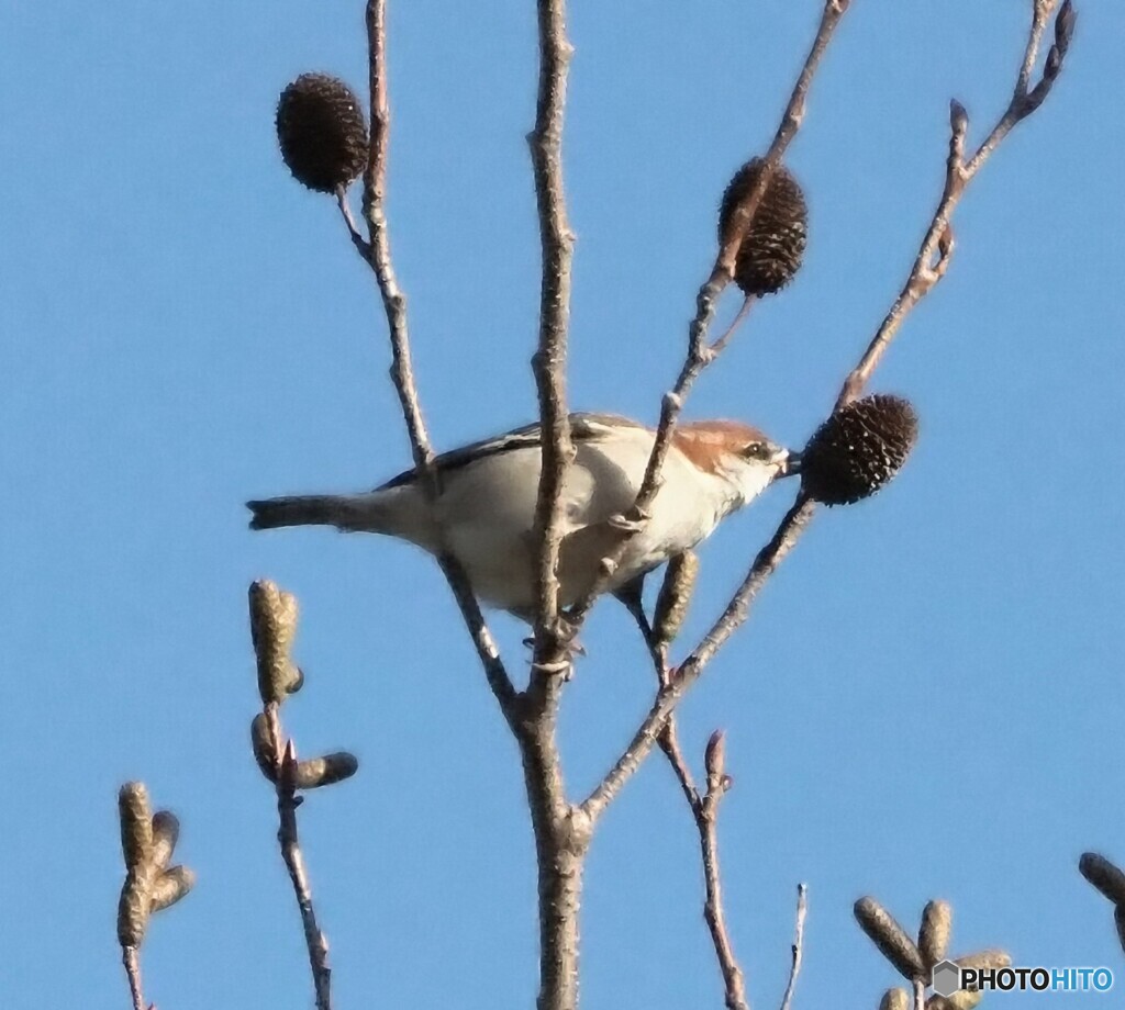 ニュウナイスズメさん
