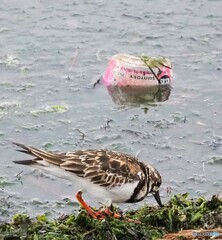 空き缶のポイ捨て反対！