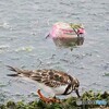 空き缶のポイ捨て反対！