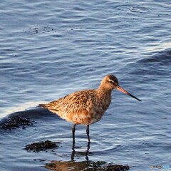 オオソリハシシギさん