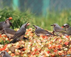 いちご食べ放題