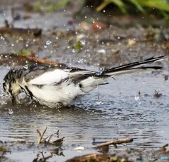 雨上がりの水溜まりで