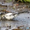 雨上がりの水溜まりで