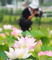 ハスのお花♪