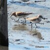 トウネン､ちっちゃ(>_<)
