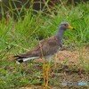 ケリの成鳥 ♪
