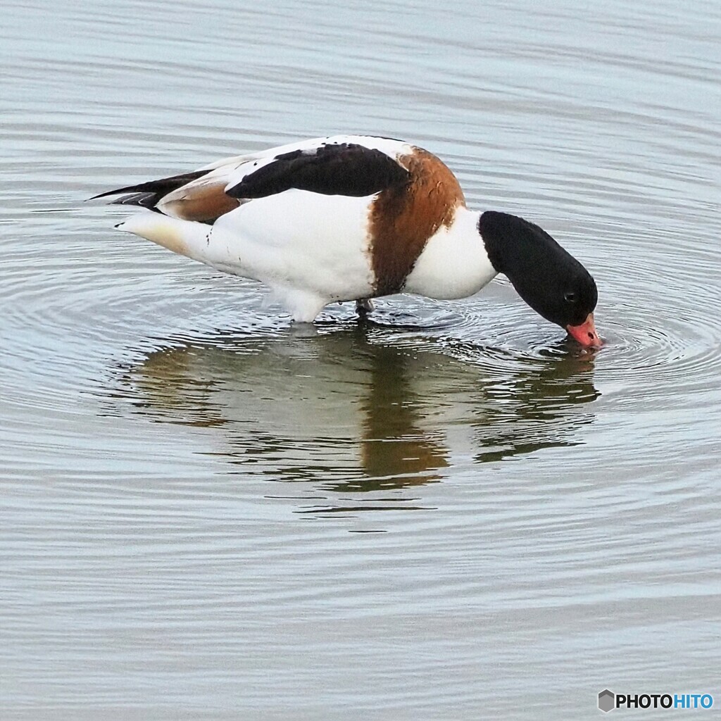 ツクシガモさん ②