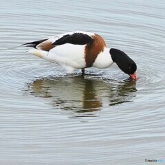 ツクシガモさん ②