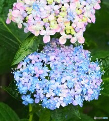 紫陽花 ①