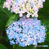 紫陽花 ①
