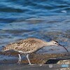 チュウシャクシギ