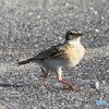ピーチクパーチクひばりの子♪①