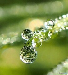 新緑の水滴