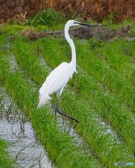 婚活色のチュウダイサギ？