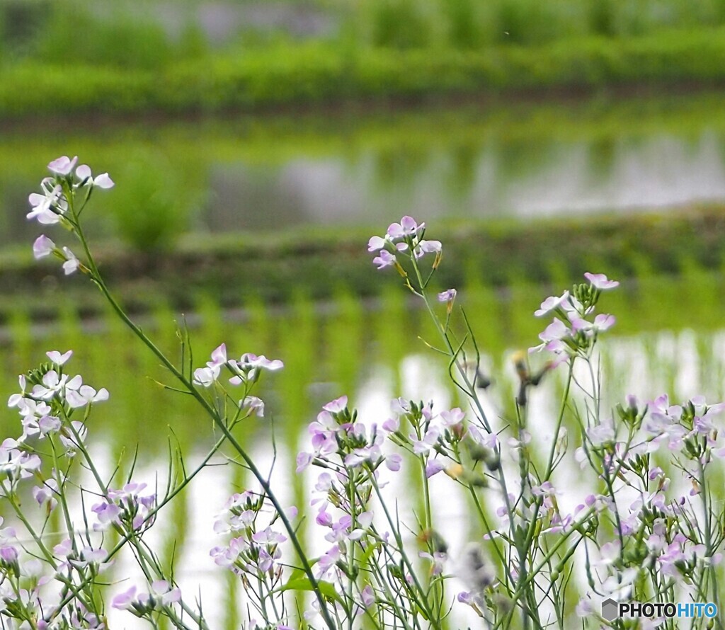 路傍の花 ②ハナタネツケバナ？
