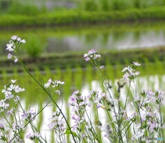 路傍の花 ②ハナタネツケバナ？