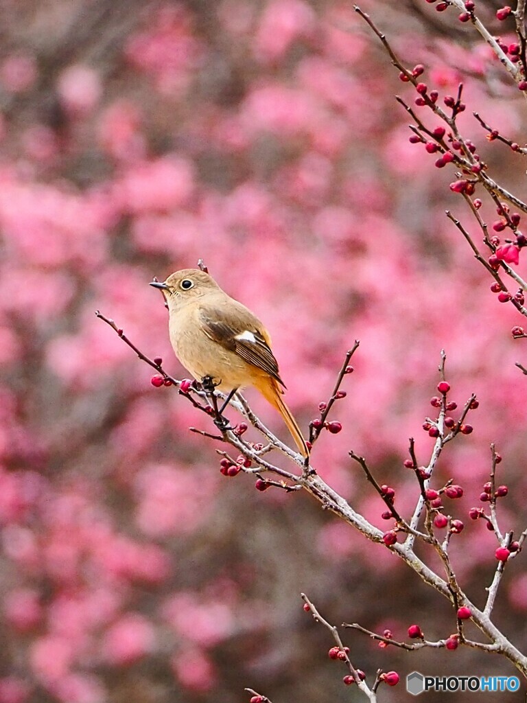 梅色に染まる