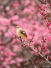 梅色に染まる