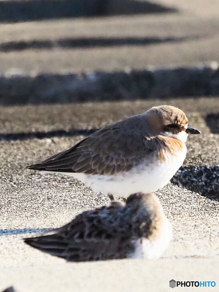 メダイチドリ