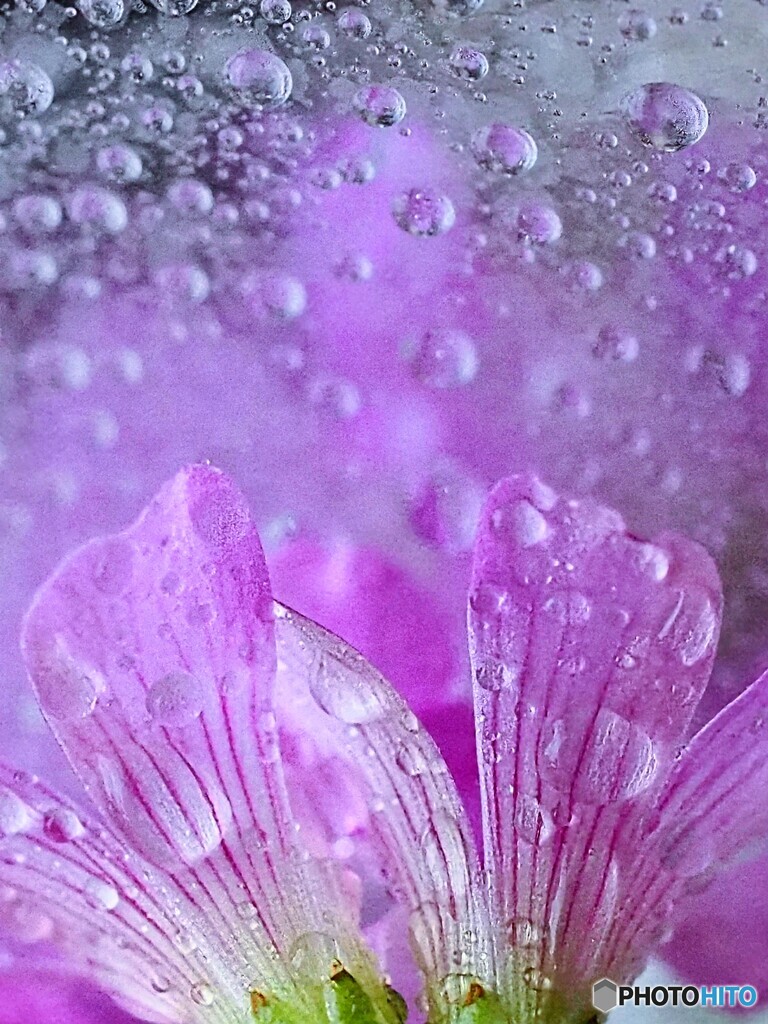 庭のカタバミ