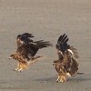 トビ♪