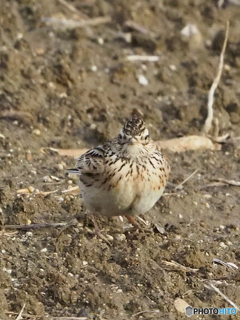 春待ちヒバリ