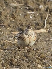 春待ちヒバリ