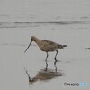 オオソリハシシギ
