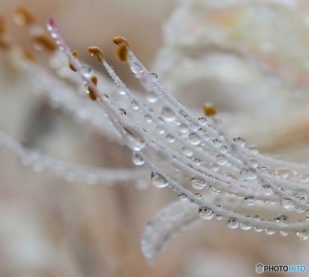 白い彼岸花