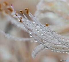 白い彼岸花